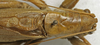 CollectionObject 1535196; a0dbb03d-48a4-4c2d-a5e8-d5d9b8c9e70f: male pronotum and stridulatory area, dorsal view (lectotype of Tettigonia maroccana). (CollectionObject).