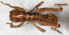 CollectionObject 1531230; b938e402-fb7e-4063-834f-8eb4b974ded0: male, dorsal view (syntype). (CollectionObject).