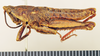 CollectionObject 1570996; 052aa75a-c818-4e37-96fb-e1dab15c38ee: male, lateral view (paratype). (CollectionObject).
