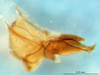 CollectionObject 1476765; 02787473-ee93-4d51-82d2-91ba58fb889e: phallic complex, lateral view (holotype). (CollectionObject).