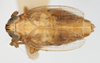 Habitus, dorsal view on Delphacodes lappae Beamer, 1947: (Observation).