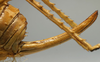 Hetrodes pupus pupus (Linnaeus, 1758): female ovipositor (holotype of Hetrodes productus). (Otu).