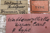 CollectionObject 1505748; 78f03c64-f318-4cbd-86f8-708f1d8849ff: female label (syntype). (CollectionObject).;CollectionObject 1505749; 992b8a0b-1945-480a-b4d7-1a5a2b35fd26: female label (syntype). (CollectionObject).