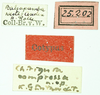 CollectionObject 1585752; d767ab6a-c214-43fb-9627-40edd2381aa3: male, labels (syntype). (CollectionObject).