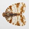 Habitus, dorsal view: !! display not done !! on Biolleyana Distant, 1909: (Observation).