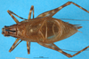 CollectionObject 1567481; e71edc9f-f11c-4ffe-88c4-32907eb59765: male, dorsal view (paratype). (CollectionObject).