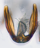 Aedeagus, ventral view: (Observation).
