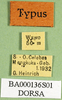 CollectionObject 1501626; 539c88fb-a258-4f3c-8487-71b24c0019dc, DORSA BA000136S01: labels (holotype). (CollectionObject).