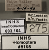 Other on Ceratagallia artemisia Oman, 1939: Labels. Labels for the dorsal and face specimens. (Observation).
