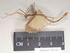 CollectionObject 1557516; 5e32f1d7-4070-4d0e-841a-5584fcfd7456: copyright Natural History Museum, London. female, lateral view (syntype). (CollectionObject).