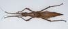 CollectionObject 1581484; 601aaab1-9f4d-494f-82cb-9f429d3f9c9c: copyright Frank Hennemann. female, dorsal view (paratype). (CollectionObject).;CollectionObject 1581485; 3938798b-529d-44e9-82ff-15e0daf0f616: copyright Frank Hennemann. female, dorsal view (paratype). (CollectionObject).;CollectionObject 1581486; 1af7e260-95ab-4227-a8ca-0b12eff77cd5: copyright Frank Hennemann. female, dorsal view (paratype). (CollectionObject).