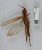 CollectionObject 1577885; 9cab5be5-9180-4d1f-ae77-6da30f7ec35b: female, dorsal view. (CollectionObject).