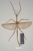 CollectionObject 1558206; NHMUK(SF IMPORT DUPLICATE) 845025, a03bdf24-74f6-4ffb-a933-46b0adfd7c0b: copyright Natural History Museum, London. male of synonym Acrophylla salmacis (holotype). (CollectionObject).