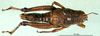 CollectionObject 1501306; edd333fa-5570-4fd7-8efe-5de9fde2d025: female, dorsal view (holotype). (CollectionObject).