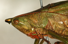 CollectionObject 1594983; 586f3612-1173-4d05-a489-3d3bbf53008c: male head and pronotum, lateral view (syntype of Conocephalus nigropunctatus). (CollectionObject).