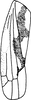 Forewing: !! display not done !! on Zygina (Zygina) suavis Rey, 1891: Forewing. (Observation).