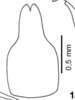 Subgenital plate: !! display not done !! on Ceresa vitulus (Fabricius, 1775): (Observation).