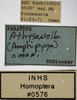 Other on Athysanella (Amphipyga) omani Blocker, 1990: Labels - Paratype Female. (Observation).