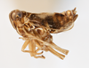 Habitus, lateral view: !! display not done !! on Chionomus aculeatus (Beamer, 1948): (Observation).