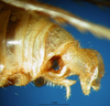 CollectionObject 1502878; 2aa98a45-b30b-4d26-8ded-24b1d3c9e8be: male cerci. (CollectionObject).