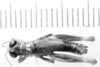 CollectionObject 1524904; 6114750a-6acc-41ef-8e05-5af017e737e2: male, dorsal view (holotype). (CollectionObject).