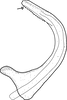 Aedeagus, lateral view on Brazosa negra Pinedo-Escatel & Dietrich, 2020: (Observation).