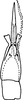 Aedeagus, ventral view on Arboridia (Arboridia) salka Dworakowska, 1994: Aedeagus, ventral view. (Observation).