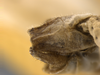 CollectionObject 1593842; f2339e5b-0cee-40f8-afea-f48e9a988d15: male terminalia, ventral view. (CollectionObject).