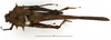 CollectionObject 1575694; f83534ad-794a-4163-ae34-bbdeece8d173: female, dorsal view. (CollectionObject).