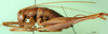 CollectionObject 1500217; 6c55a45a-7869-41f1-bc12-e8d7232b2bad: male, lateral view (syntype). (CollectionObject).