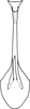 Aedeagus, ventral view on Arboridia (Arboridia) paraprocessa Song & Li, 2013: from Song & Li, 2013a: 238. (Observation).