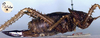 CollectionObject 1517011; 73039def-e6c1-4e8d-81a0-0344c8d92a3d: female, lateral view (holotype). (CollectionObject).