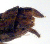 Kawanaphila ungarunya Rentz, 1993: male cerci (paratype). (Otu).