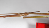 CollectionObject 1557137; b9e8cfd5-2703-4de1-a0f4-5eed5fa3f775: copyright ZMB, Berlin. male: head & upper thorax, dorsal view (syntype). (CollectionObject).;CollectionObject 1557138; 5fc68556-22dd-4594-bd84-d4e4150cbe92: copyright ZMB, Berlin. male: head & upper thorax, dorsal view (syntype). (CollectionObject).