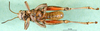 CollectionObject 1502042; 4c0374b3-e8fc-44ee-894a-c6b9628acd56: male, ventral view (paratype). (CollectionObject).