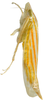 Habitus, lateral view: !! display not done !! on Bonamus lineatus Oman, 1938: female. (Observation).