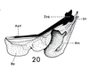 Afrotettix fursti Brown, 1970: Fig. 20. male, ectophallus, lateral aspect. (Otu).
