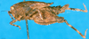 CollectionObject 1500825; 94740c93-30fa-4def-815d-c2ce4a6b57b5: female, lateral view (holotype). (CollectionObject).