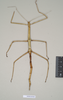 CollectionObject 1557401; c6288489-e451-425b-9db5-50f4ddcef3cf: copyright Natural History Museum, London. female of synonym Hyrtacus carinatus (syntype). (CollectionObject).;CollectionObject 1557402; 4e4ceb52-ad05-4ec8-8f96-df79008f9fb4: copyright Natural History Museum, London. female of synonym Hyrtacus carinatus (syntype). (CollectionObject).