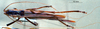CollectionObject 1507389; cab3698e-c428-45d1-88e2-23186bc29631: female habitus dorsal view (holotype). (CollectionObject).