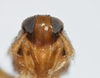 Head: !! display not done !! on Delphacodes trimaculatus Beamer, 1948: (Observation).
