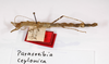 CollectionObject 1564141; 19fff3f5-5ad9-4086-a5b0-80eb61f4e461: copyright MNCN, Madrid. female (syntype). (CollectionObject).;CollectionObject 1564142; 0fa5b738-537f-4b39-8b69-fcee83e1aa4f: copyright MNCN, Madrid. female (syntype). (CollectionObject).