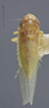 Habitus, dorsal view: Dorsal. (Observation).