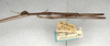 CollectionObject 1559501; NMW 492, bf0c0a43-cf7e-4e0f-a6aa-95443579279d: copyright NMW, Vienna. male, lateral view (holotype). (CollectionObject).