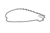 Phaulotypus socotranus (Popov, 1957): Fig. 13. hind femur. (Otu).