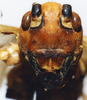 CollectionObject 1505096; 36d5f59e-0d57-4186-8afa-f2eb570de1a8, DORSA D015SF01: female, frontal view. (CollectionObject).