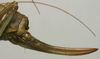 CollectionObject 1535935; c7be4576-e16f-47fe-ab79-c0e06bf541f5: female ovipositor (syntype). (CollectionObject).