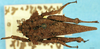 CollectionObject 1552377; c7da8de2-c1e1-4eae-8d3f-2bd8dbc897e0, DORSA D081XF01: female, dorsal view. (CollectionObject).