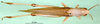 CollectionObject 1501946; eb4d9a75-373d-48ce-9da8-20007c7ada09: female, dorsal view (syntype). (CollectionObject).