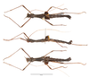 CollectionObject 2708667; 9d617244-8224-4cf2-9daa-a2443d029219: copyright MZUSP. male (holotype). (CollectionObject).